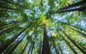 Green Trees Forest Nature High Quality WALL PRINT PREMIUM LARGE POSTER 91X61CM - Picture 1 of 2