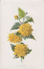 Double Kerria, Crisantemo, 1895, 1895  Cromolitografia