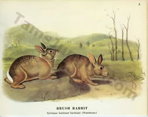 1968 John James & Woodhouse Audubon BRUSH RABBIT Book Page Art Painting (1409) - Picture 1 of 1