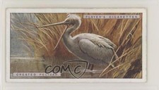 1924 Player's Natural History Tobacco Crested Pelican #35 s5j
