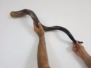 Shofar Kudu Cuerno Yemenita 45' Nuevo Kosher De Jerusalén Israel RARO Talla Polaca - Imagen 1 de 8