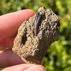 Paronychodon Raptor Dinosaur Tooth in Matrix Fossil Hell Creek Fm Theropod - Picture 1 of 24