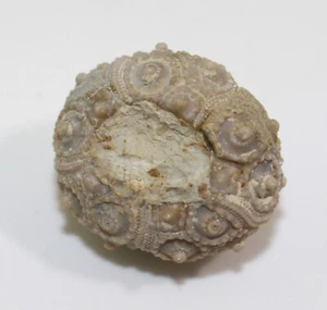 Seeigel, Plegiocidaris mercieri, Jura, Bajoc, Mittlerer Atlas, Marokko -f160 - Picture 1 of 7