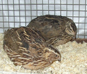 24 Wachteleier , Bruteier von Legewachteln in wildfarbig , + Brutanleitung - Bild 1 von 2