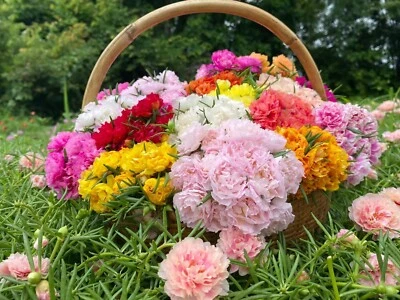 Colores mixtos aleatorios de Portulaca Foto 1 de 4