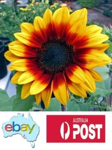 Solar Flash Sunflower Seeds – Helianthus annuus - Picture 1 of 5