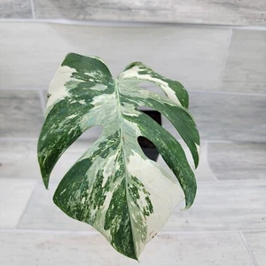 Monstera Albo – Monstera Deliciosa Albo Variegata | Striking Foliage | in 4" Pot - Picture 1 of 10