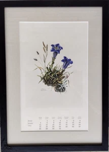 Stampa firmata vintage gennaio 1962 Mila Lippmann-Pawlowski fiori alpini + Germania - Foto 1 di 10