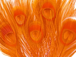 100 Pieces – Orange Bleached & Dyed Peacock Tail Eye Wholesale Feathers 10-12" - Picture 1 of 6