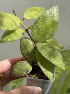 ✨Multi-Headed Hoya Nabawanensis Splash✨(Rare)~Established Indoor/Outdoor Plant🌿 - Picture 1 of 11