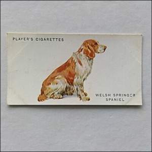 John Player Dogs 37 Welsh Springer Spaniel Cigarette Card (CC16)