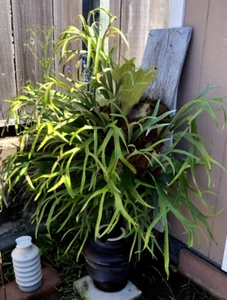 Large California Staghorn Fern - Picture 1 of 3