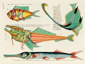 Illustrations of fishes found in Moluccas Indonesia and the East Indies 17 - Picture 1 of 3