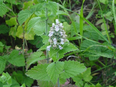VALEYRAC EXOTICS Erba gatta russa - Nepeta cataria - Bazilio - 20+ semi - PROFUMATA! F 009
