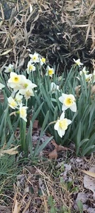 15 Ice Follies Daffodil Bulbs for Planting - Picture 1 of 3