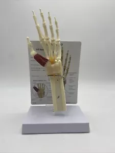 GPII Hand Wrist Carpal Tunnel Syndrome Anatomical Model GPI LFA #1920 - Picture 1 of 5