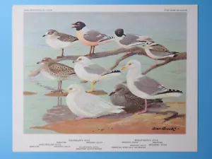 Original 1960 Estampado de Pájaro Gaviota Franklin, Bonaparte, Arenque 6-1/2"x8-1/2" - Imagen 1 de 2