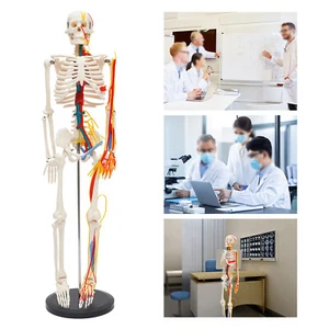 34 Inch Study Teach Skeleton Portrait Model Human Skeleton Model Human Anatomy - Picture 1 of 18