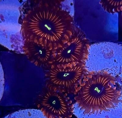 live coral Red People Eater Zoanthids by "coralSLover"
