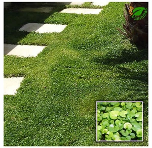 Dichondra Repens Oreja de Ratón ( 20 gr / 5.000 semillas ) tapizante Pildoradas - Imagen 1 de 4