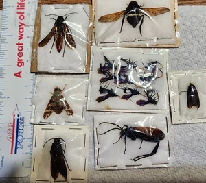 Collection of 15 Mixed Hymenoptera & Diptera from Chile Pepsis Tabanus Wasp Fly - Picture 1 of 8