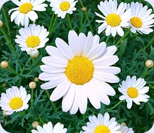 Daisy Flower Print Computer / Laptop Mouse Pad - Picture 1 of 1