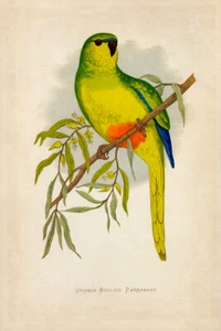 WT Greene Parrots in Captivity Orangebellied Parrakeet Wildlife Print - Imagen 1 de 4