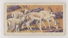 1962 Brooke Bond Asian Wild Life Tea Goitred Gazelle #36 0e3