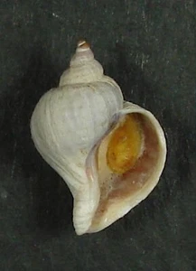 TROPHON ACORDONADA 18,27 mm SCHÖNES SELTENES PROBEN Staten Island, Argentinien - Bild 1 von 2