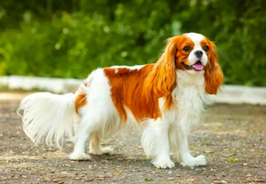 Cavalier King Charles Spaniel Foto Magnet 3"x5" - Bild 1 von 1