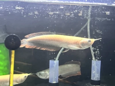Albino Silver Arowana Live Fish 6”-7” (SOLO ENVIAMOS LOS LUNES) Foto 1 de 4