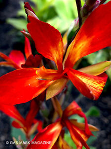 Flaming Kabob, Canna Lily Rhizome, Live Plant (Star-Shaped Red & Gold Blooms)