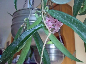 Hoya Longifolia SHEPHERDII Porzellanblume 1x Ableger mit Pedunkel Wachspflanze - Bild 1 von 9