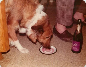 1976 Foto Collie Hund trinkt kalten Entenwein 4,75x3,5 - Bild 1 von 2
