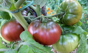 10 graines de tomate Tasmanian Chocolate Dwarf Tomato Project seeds méth.bio - Picture 1 of 6