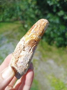 SPINOSAURUS TEETH TOOTH DINOSAUR FOSSIL 3 & 8/16" - 90mm - Picture 1 of 11