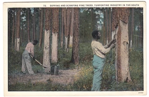 Tauchen & Schaben von Kiefern ~ Terpentinindustrie im Süden ~ Vintage Postkarte - Bild 1 von 2