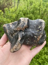 Woolly rhinoceros  calcaneus Bone Pleistocene Dogger bank, North Sea