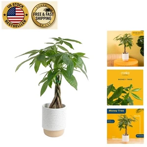 Money Tree Live Plant - 12-16 Inches Tall Indoor Houseplant in Elegant Pot - Picture 1 of 8