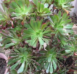 2x Succulent Aeonium arboreum Atropurpureum Fresh Cuttings Organic FREE POST - Picture 1 of 2