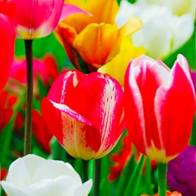 Premium 25 Rainbow Mix Tulip Flower Bulbs, Dutch Grown, Imported from Holland - Image 1 of 4