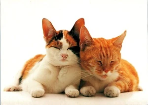 Kittens Taking a Little Nap Tom Poes Canned Food Advertising Postcard - Picture 1 of 2