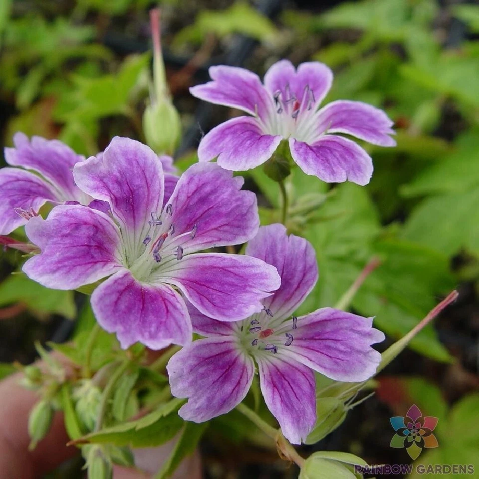 25+ семян герани Whiteleaf для посадки в саду — США — БЕСПЛАТНАЯ ДОСТАВКА! - Изображение 1 из 1