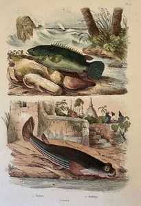 Engraving Fish Anabas Anableps E.Guerin 1839 Ittiologia Fish Fishes Pole - Picture 1 of 2