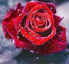 Red Rose Diamond Painting Lovely Design House Display Embroidery Wall Decoration