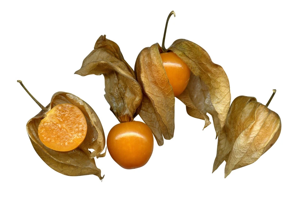 100+ Samen Physalis, Andenbeere *Physalis peruviana*  Kapstachelbeere - Bild 1 von 1
