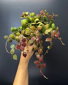 HOYA Rebecca ๐ | Partial Sun-Stress ๐ฅ | 100mm Pot + Saucer (#006) - Picture 1 of 6