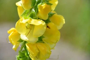 COMMON MULLEIN YELLOW VERBASCUM THAPSUS WILD FLOWER SEEDS - SLYNE GARDEN - Picture 1 of 6