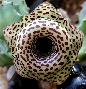 (2) HUERNIA HYBRID G5 CUTTINGS ** T.T. EXCLUSIVE !! ** / CACTUS SUCCULENT - Picture 1 of 4