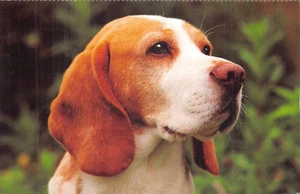 POSTAL PERRO Y GATO TAMAÑO CONTINENTAL PERRO BEAGLE BUENA MUY BUENA - Imagen 1 de 2